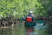 Mangrove Boat ride Mangrove Boat ride